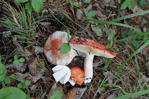 Wild Mushroom Walks